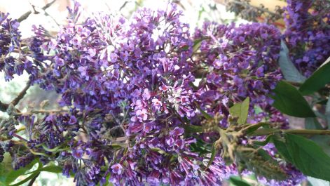 buddleia_davidii_alaptipus.jpg