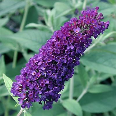 buddleia_davidii_black_knight.jpg