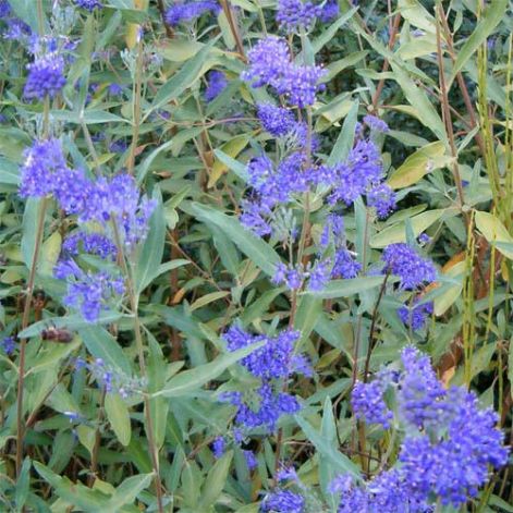 caryopteris_clandonensis_heavenly_blue.jpg