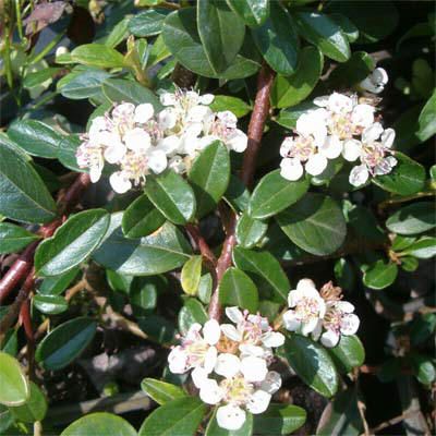 cotoneaster_skogholm.jpg