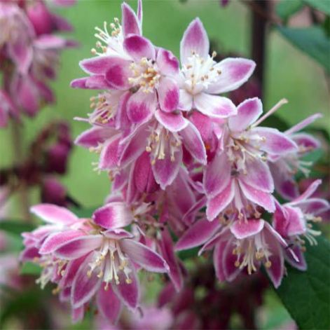 deutzia_pink_pom_pom.jpg