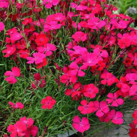 dianthus_deltoides_brilliancy.jpg