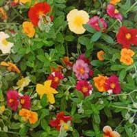 helianthemum_victoria_hybrids.jpg