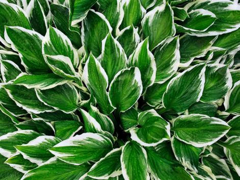 hosta.jpg