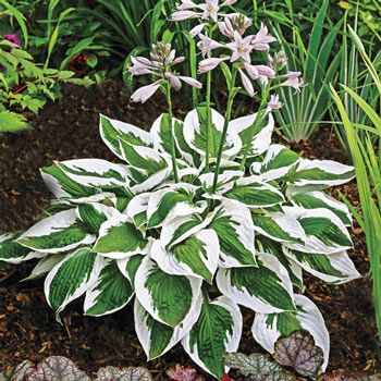 hosta2.jpg