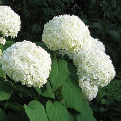 hydrangea_arborescens_annabelle.jpg