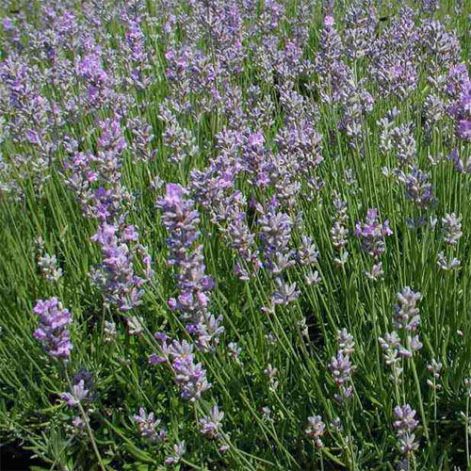 lavandula_angustifolia_kek_viragu_alapfaj.jpg