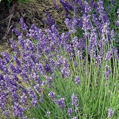 lavandula_hidcote_blue.jpg