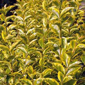 ligustrum_ovalifolium_aureum.jpg