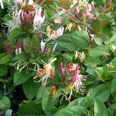 lonicera_japonica_darts_world.jpg