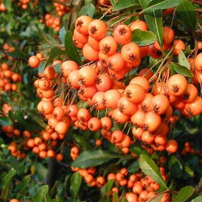 pyracantha_orange_glow.jpg