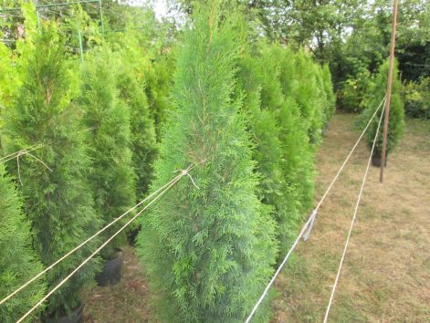 smaragd_thuja_001.jpg