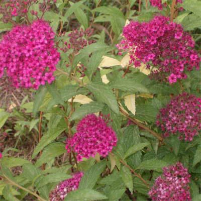 spiraea_bumalda_anthony_waterer.jpg