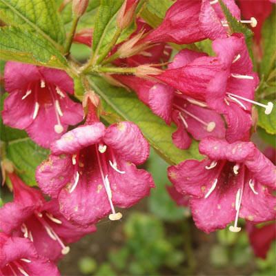 weigela_bristol_ruby.jpg